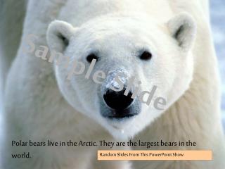 Polar bears live in the Arctic. They are the largest bears in the world.
