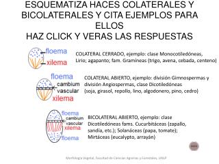 COLATERAL CERRADO, ejemplo: clase Monocotiledóneas,