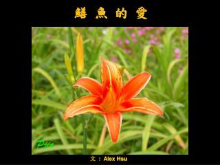 文 : Alex Hsu