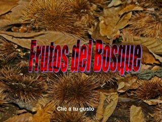 Frutos del Bosque