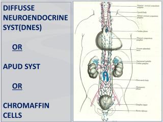 DIFFUSSE NEUROENDOCRINE SYST(DNES) OR APUD SYST OR CHROMAFFIN CELLS