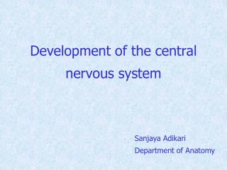 Development of the central nervous system