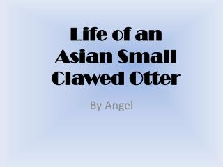 Life of an Asian Small Clawed Otter