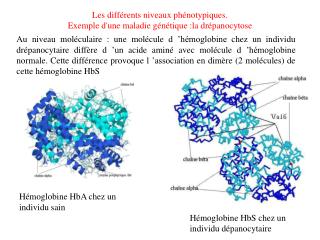 Les différents niveaux phénotypiques. Exemple d'une maladie génétique :la drépanocytose