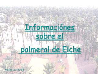 Informaciónes sobre el palmeral de Elche