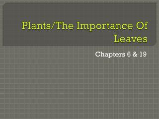 Plants/The Importance Of Leaves