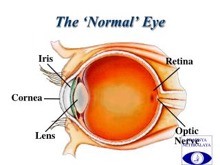 The ‘Normal’ Eye