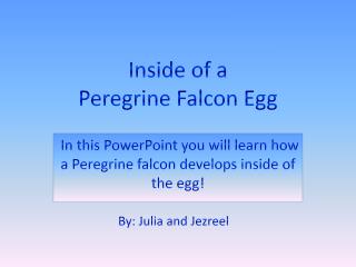 Inside of a Peregrine Falcon Egg