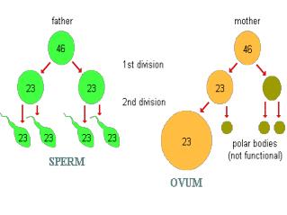 Name the parts of the female reproductive system.