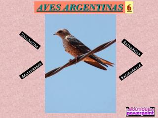 AVES ARGENTINAS