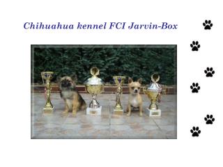 Chihuahua kennel FCI Jarvin-Box