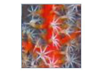 Gorgonian soft coral on reef off S. Florida- CIOERT FLOSEE expedition (cioert/ flosee )
