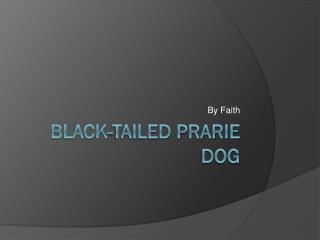 BLACK-TAILED PRARIE DOG