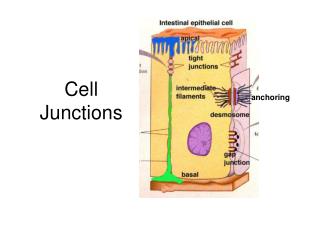 Cell Junctions