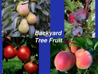 Backyard Tree Fruit