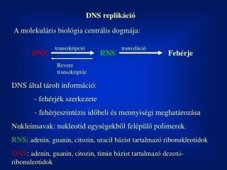 DNS replikáció