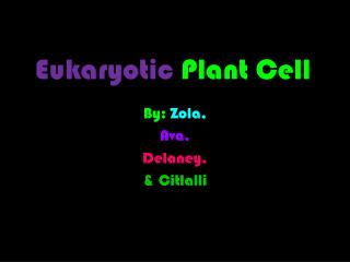 Eukaryotic Plant Cell C