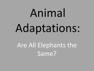 Animal Adaptations: