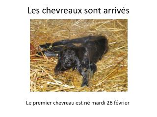 Les chevreaux sont arrivés