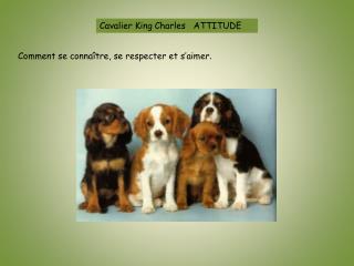 Cavalier King Charles ATTITUDE