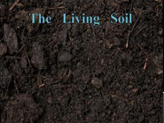 The Living Soil