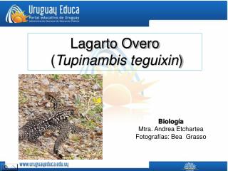 Lagarto Overo ( Tupinambis teguixin )