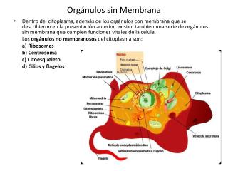 Orgánulos sin Membrana