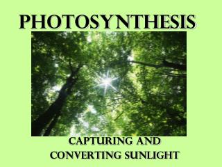 photosynthesis