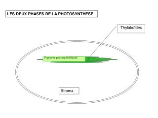 Thylakoïdes