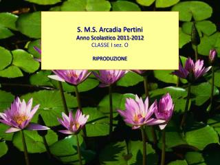 S. M.S. Arcadia Pertini Anno Scolastico 2011-2012 CLASSE I sez. O RIPRODUZIONE