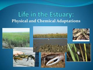 Life in the Estuary: