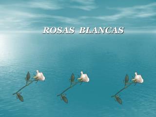 ROSAS BLANCAS