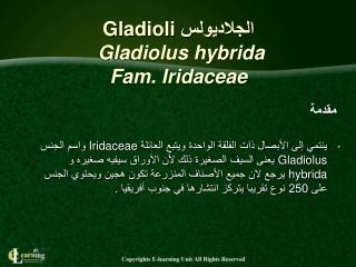 الجلاديولس Gladioli Gladiolus hybrida Fam. Iridaceae
