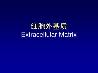 细胞外基质 E xtracellular Matrix