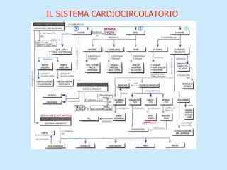 I L SISTEMA CARDIOCIRCOLATORIO