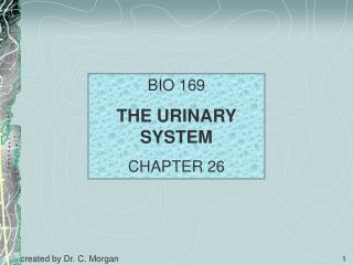 BIO 169 THE URINARY SYSTEM CHAPTER 26