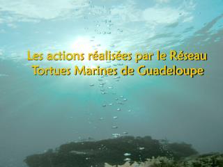 Les actions réalisées par le Réseau Tortues Marines de Guadeloupe