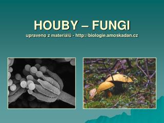 HOUBY – FUNGI upraveno z materiálů - http ://biologie.amoskadan.cz