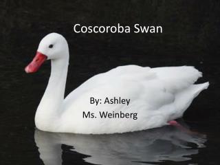 Coscoroba Swan