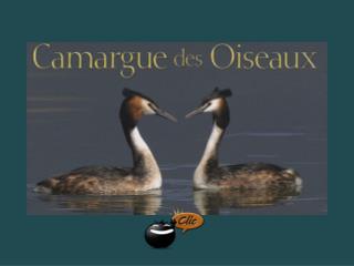 La Camargue héberge 350 espèces d’oiseaux sédentaires et migrateurs
