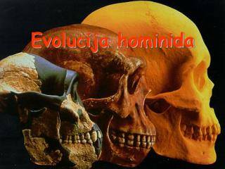 Evolucija hominida