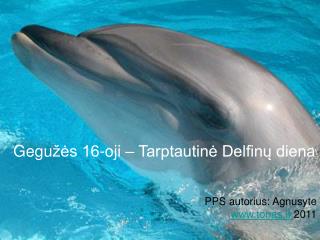 Gegu žės 16-oji – Tarptautinė Delfinų diena