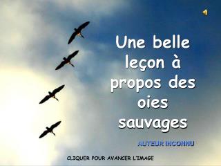 Une belle leçon à propos des oies sauvages