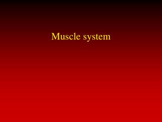 Muscle system