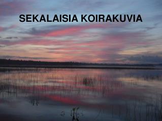 SEKALAISIA KOIRAKUVIA