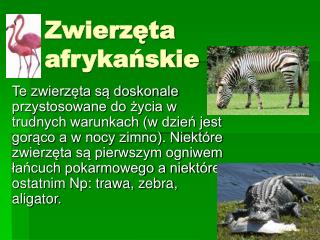 Zwierzęta afrykańskie