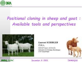 Positional cloning in sheep and goat : Available tools and perspectives