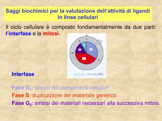 Saggi biochimici per la valutazione dell’attività di ligandi in linee cellulari