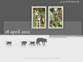 Lid van de Nederlandse Vereniging van Saarlooswolfhonden