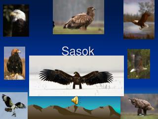 Sasok